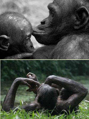 Bild "lingála:Bonobos.jpg"